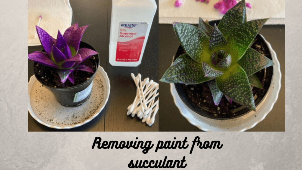 Removing Paint from Succulents